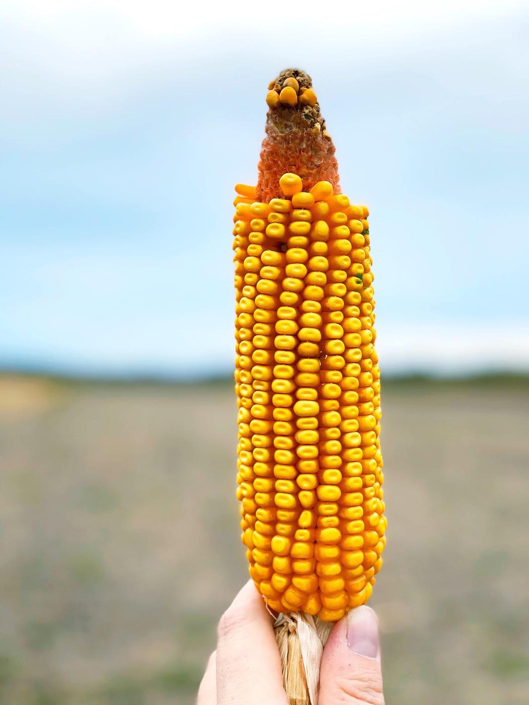 Corn Fed Iowa – Touring America’s Farms