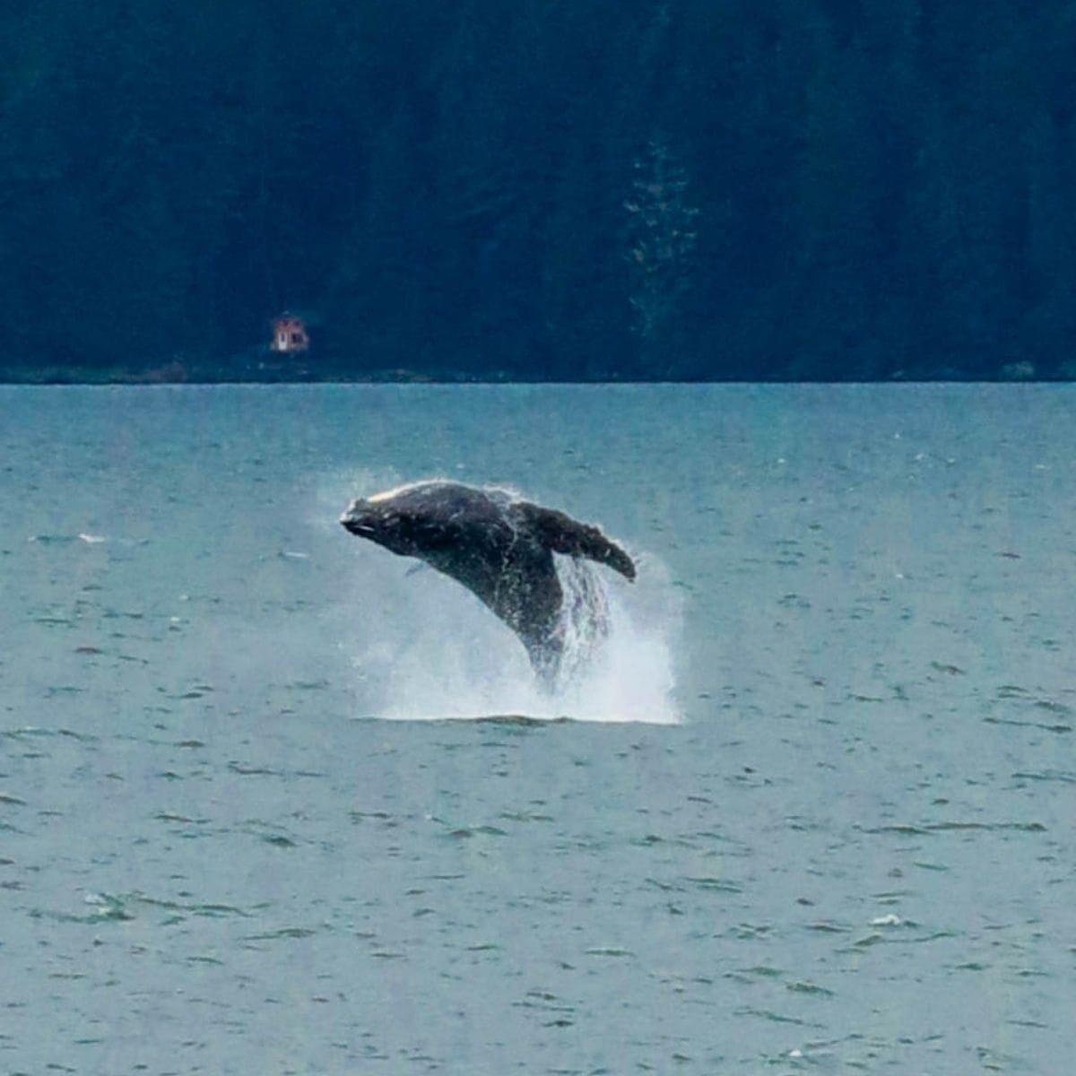 Juneau Alaska Port Guide