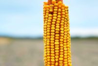 Iowa’s Corn Belt: A Journey Through America’s Farms