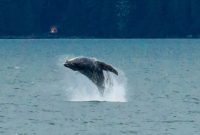 The Ultimate Juneau Alaska Port Guide