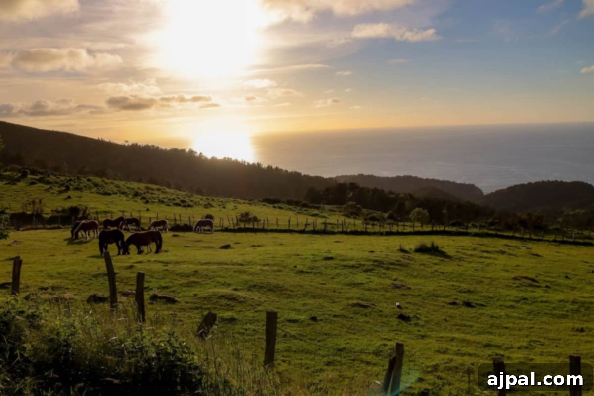 Hondarribia Uncovered 2 A serene pasture with a group of horses grazing on green grass, overlooking a hilly landscape and the ocean at sunset.
