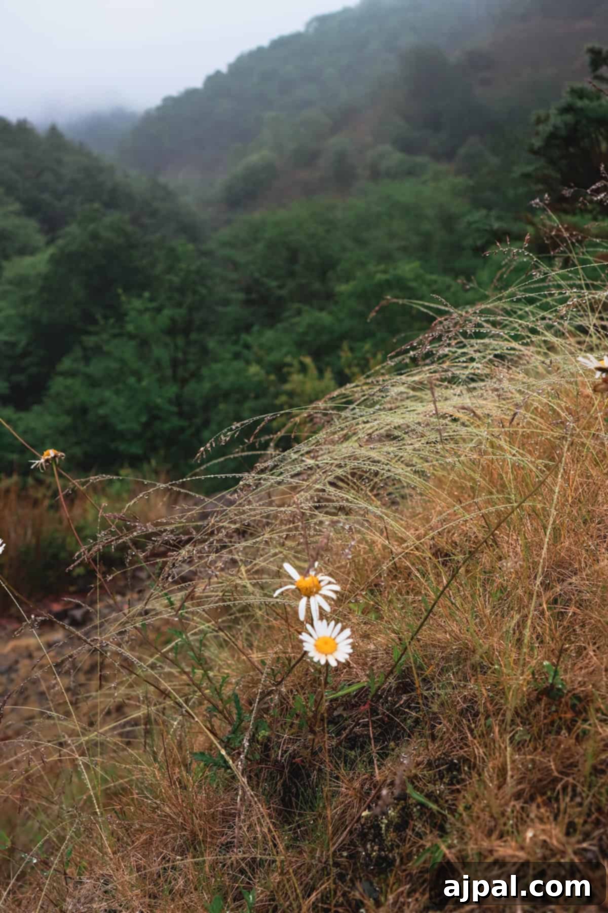 Hondarribia Uncovered 9 Two white daisies on a grassy hill with a forested valley in the background, partially covered by mist.
