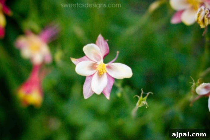 Parents' Vail Escape 5 Beautiful wild columbine flowers blooming around the base of Vail mountain in summer, adding vibrant color and natural beauty to the alpine landscape, perfect for a peaceful parents' getaway.