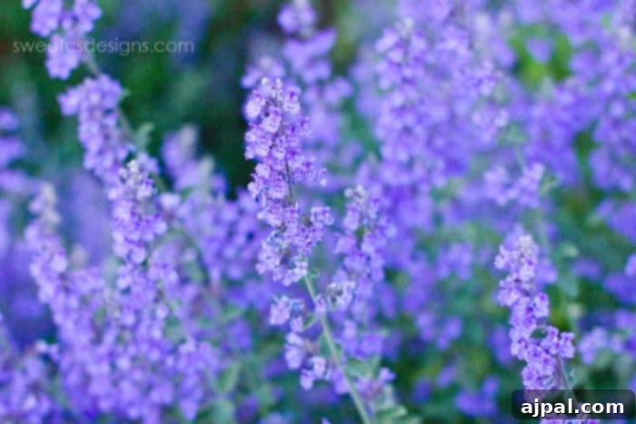 Parents' Vail Escape 6 Vibrant lavender in full bloom, adding a touch of natural beauty and fragrant charm to the summer landscape in Vail, Colorado.