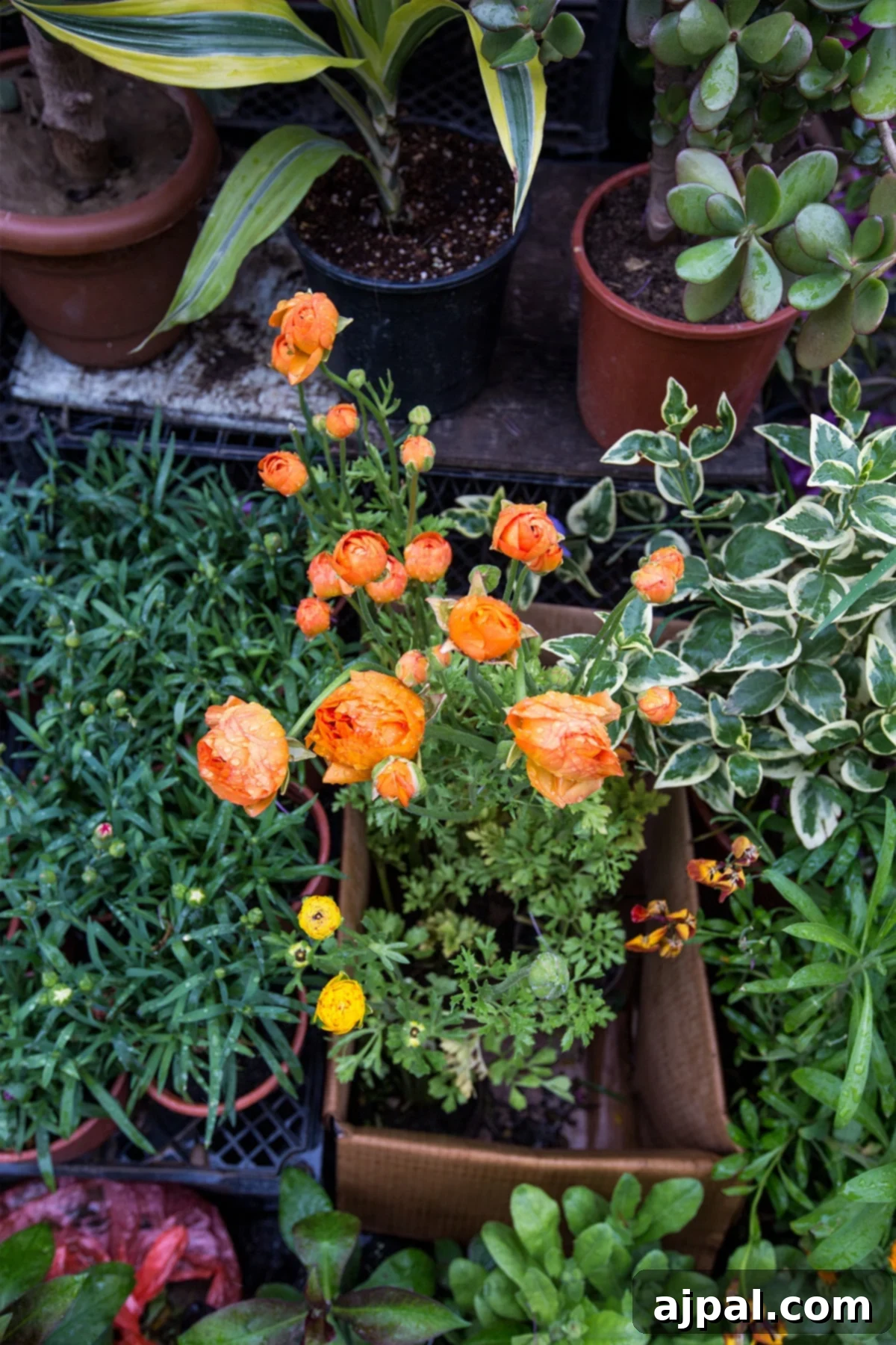 A beautiful display of potted plants and colorful flowers for sale from a vendor in Tbilisi.