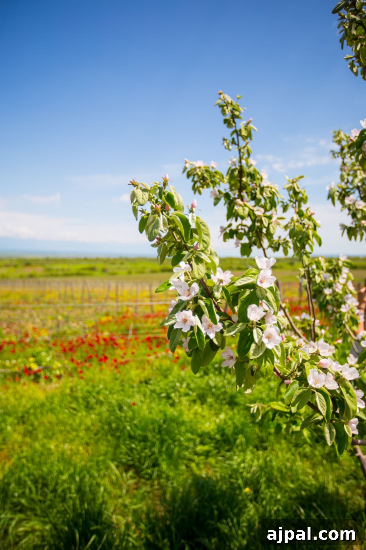 Beautiful blossoms in a vineyard in Georgia's Kakheti Region