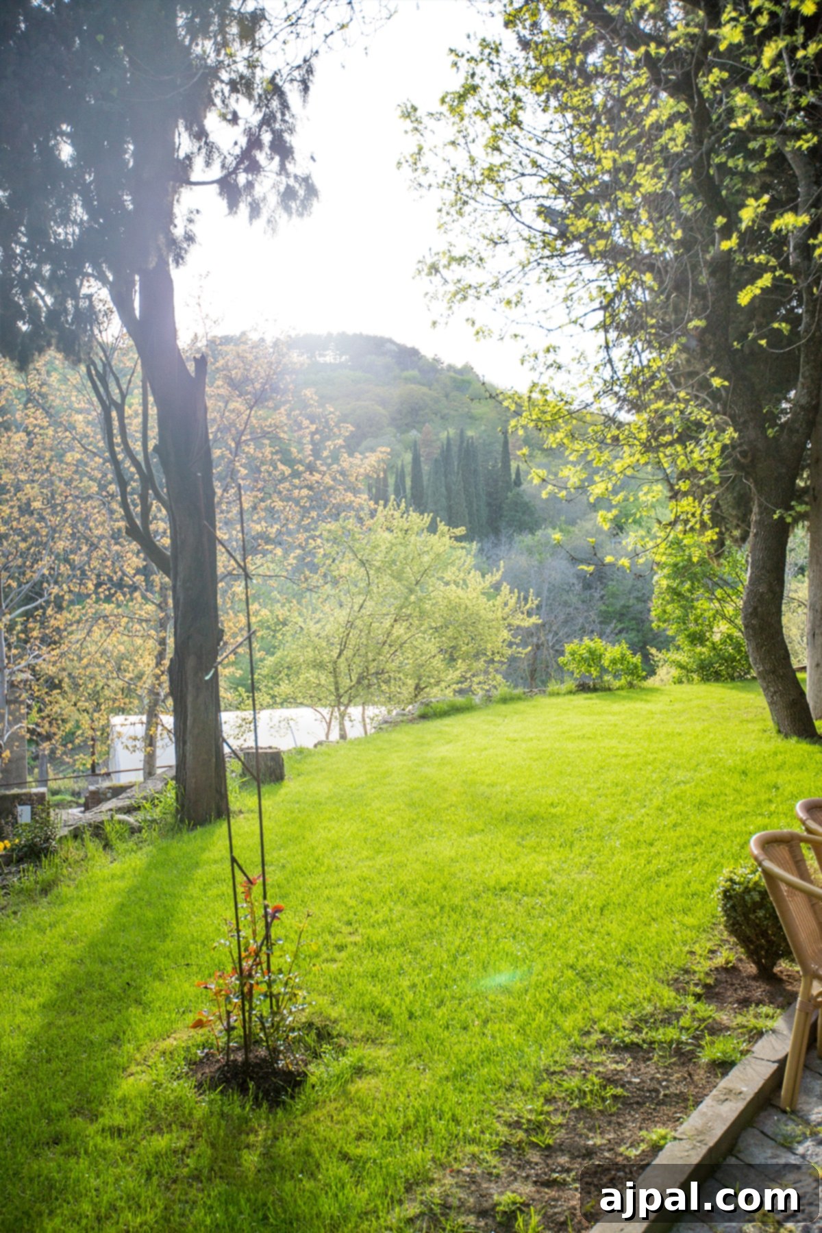 Sun-drenched gardens at Saint Nino's Bodbe Monastery, offering serene beauty