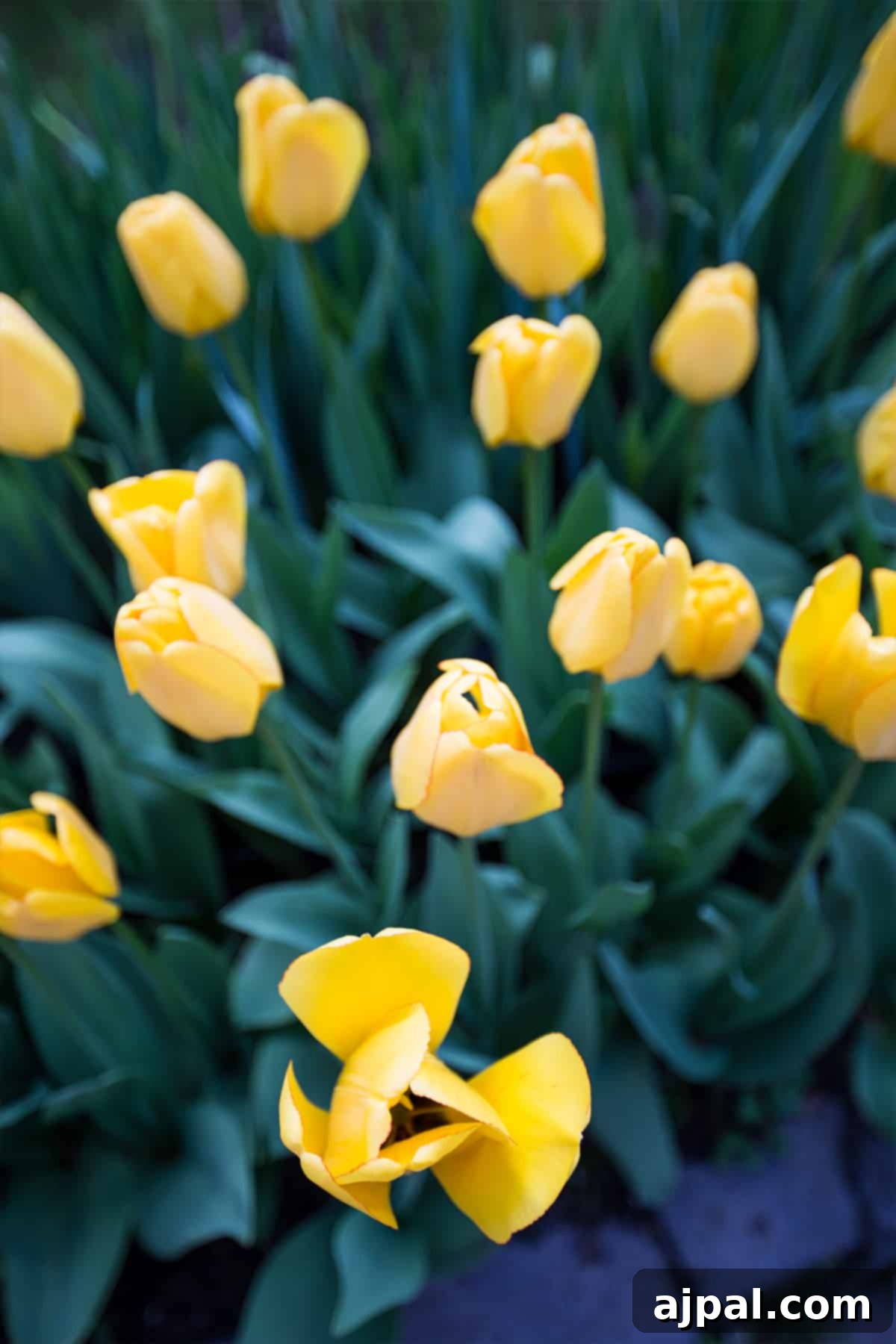 Vibrant yellow tulips blooming in the gardens of Saint Nino's Bodbe Monastery