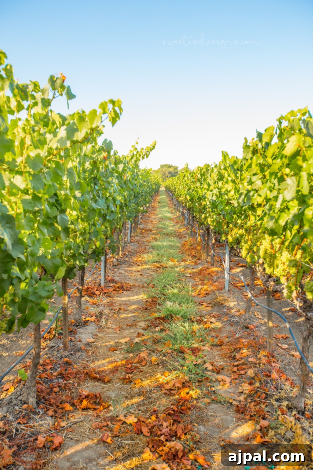 Dirt road winding through sunlit vineyards at La Crema winery