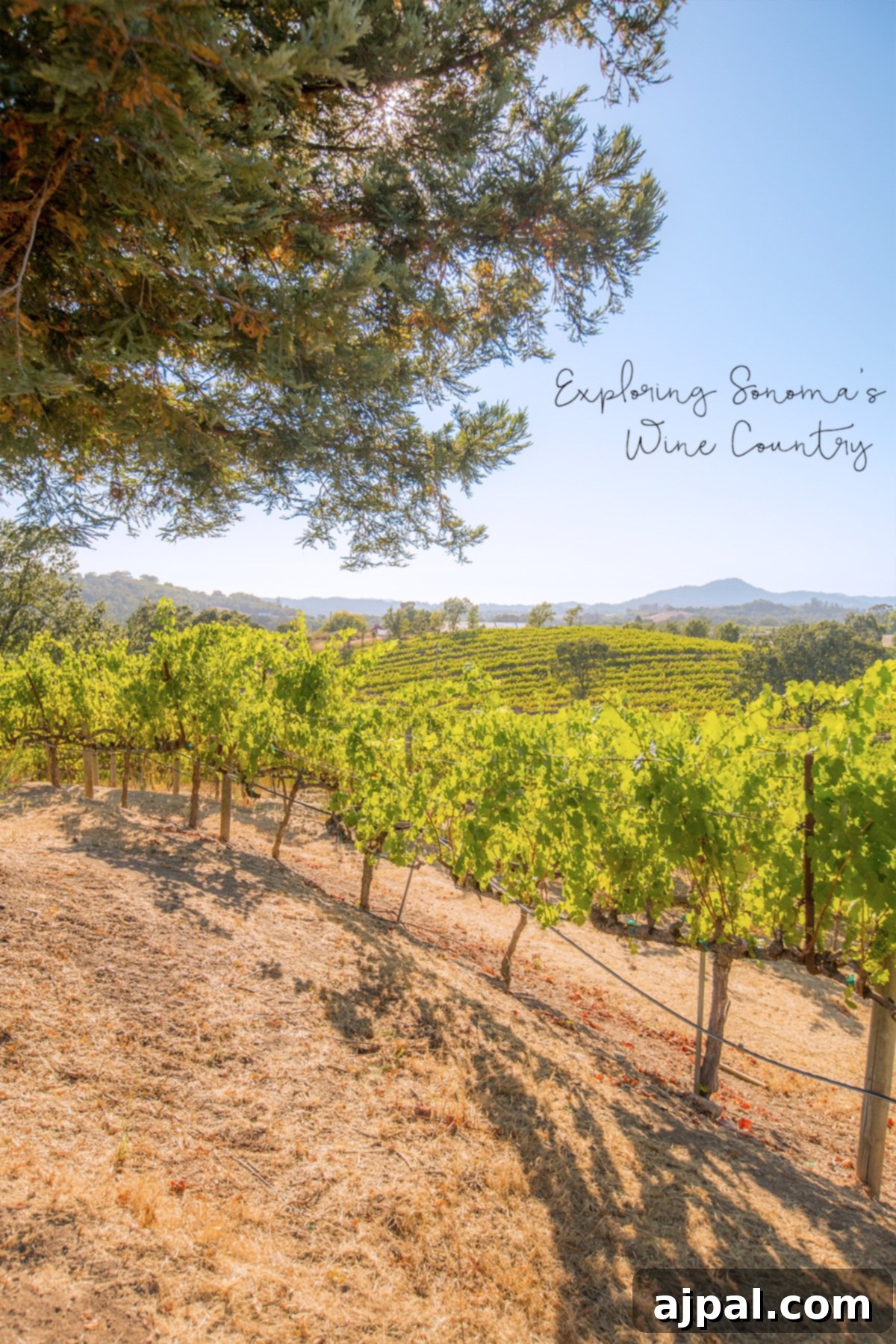 Panoramic view of Sonoma's stunning wine country, showcasing rolling hills and vineyards