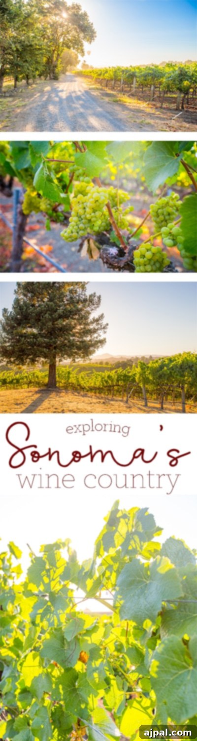 A comprehensive guide to exploring Sonoma County's Wine Country in California