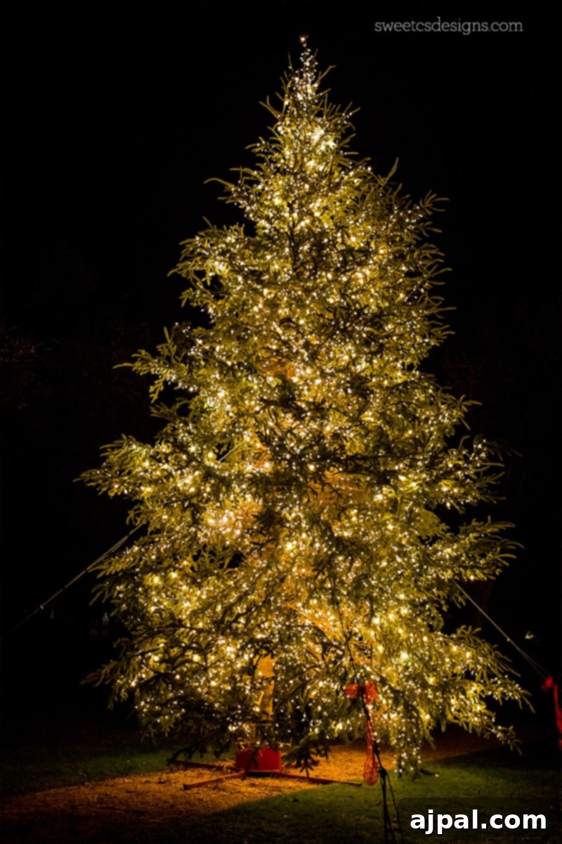Yuletide in Paradise Seaside Florida 16 A grand, beautifully lit Christmas tree in Watercolor Florida Town Square, radiating holiday cheer.