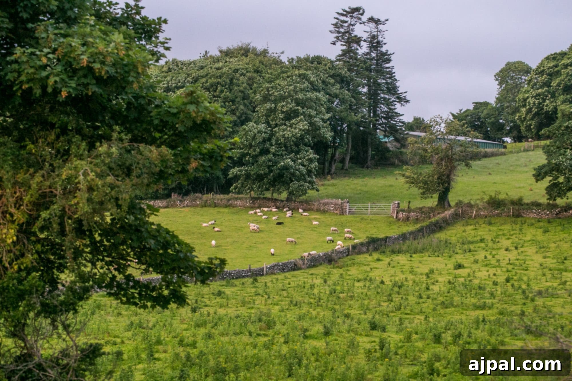 Killarney Emerald Gem of Ireland 2 Backyard view at Killarney Holiday Village, County Kerry