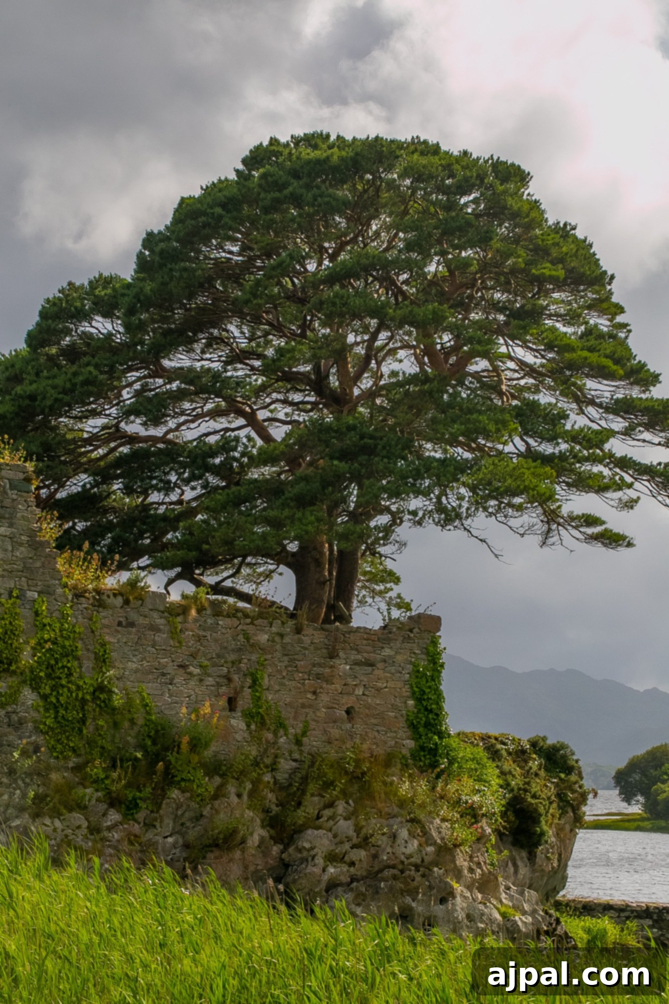 Killarney Emerald Gem of Ireland 10 Killarney, Ireland tree by water