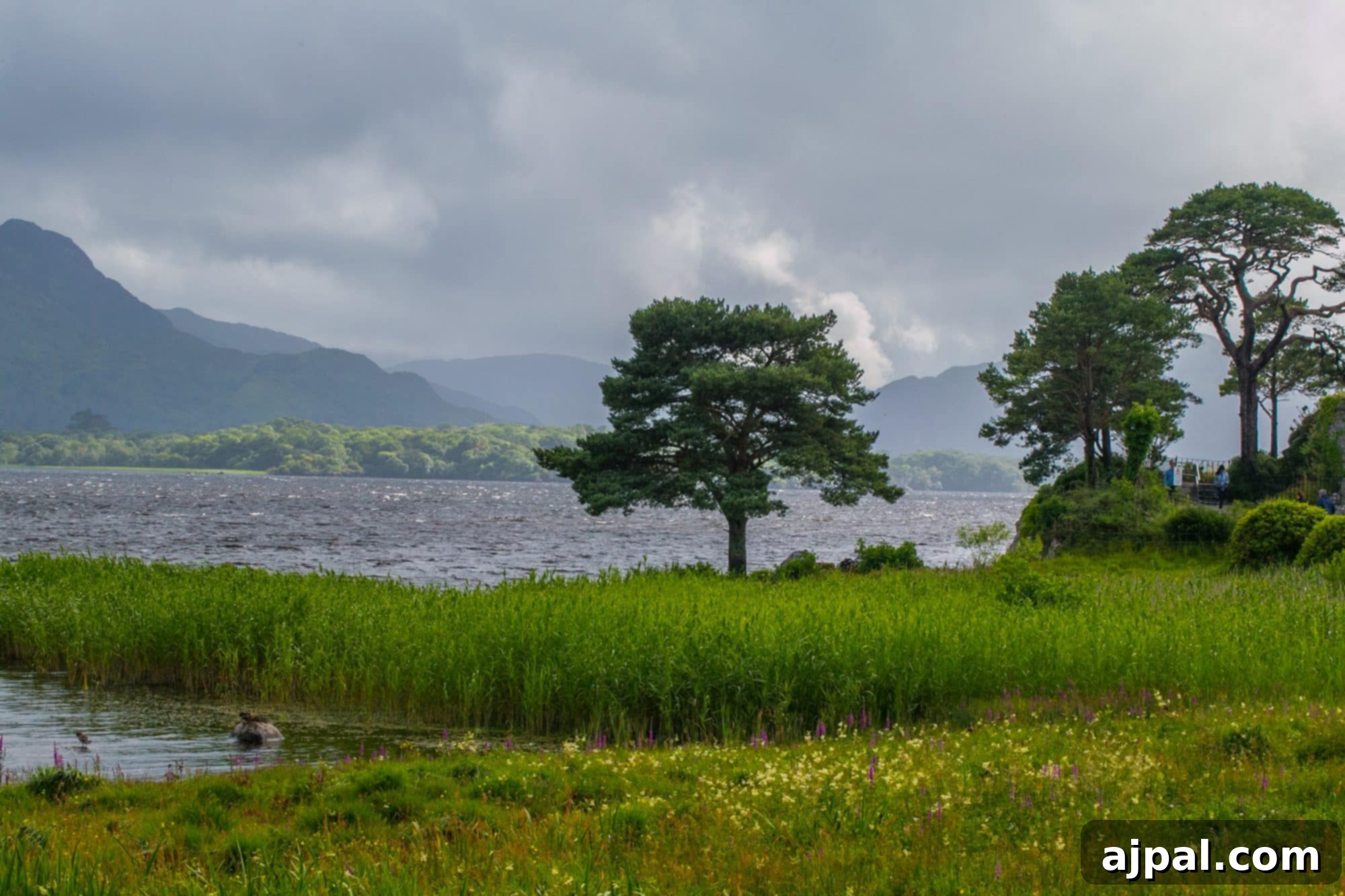 Killarney Emerald Gem of Ireland 6 Killarney, Ireland single tree on lake shore