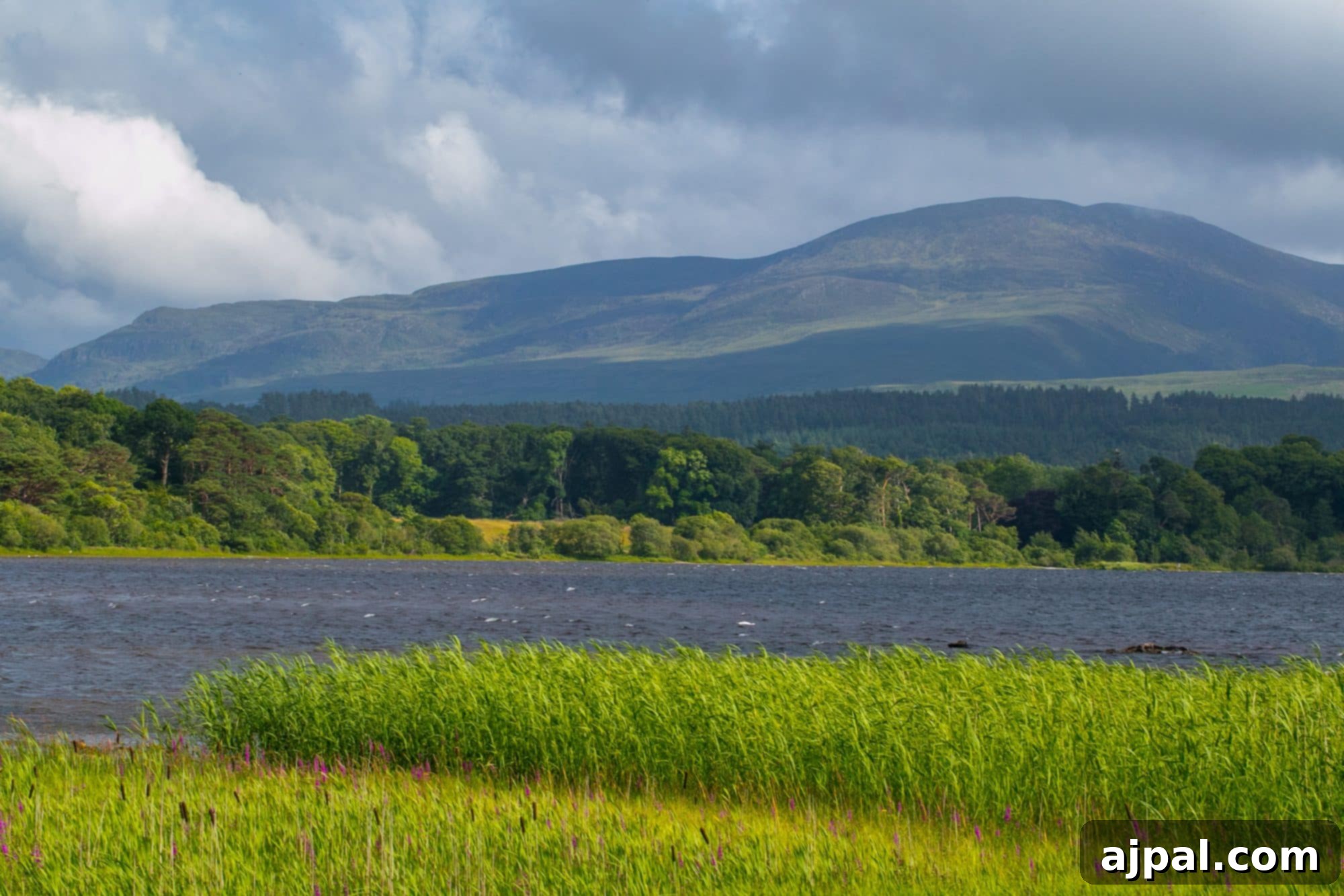 Killarney Emerald Gem of Ireland 7 Killarney, Ireland fields and wildflowers