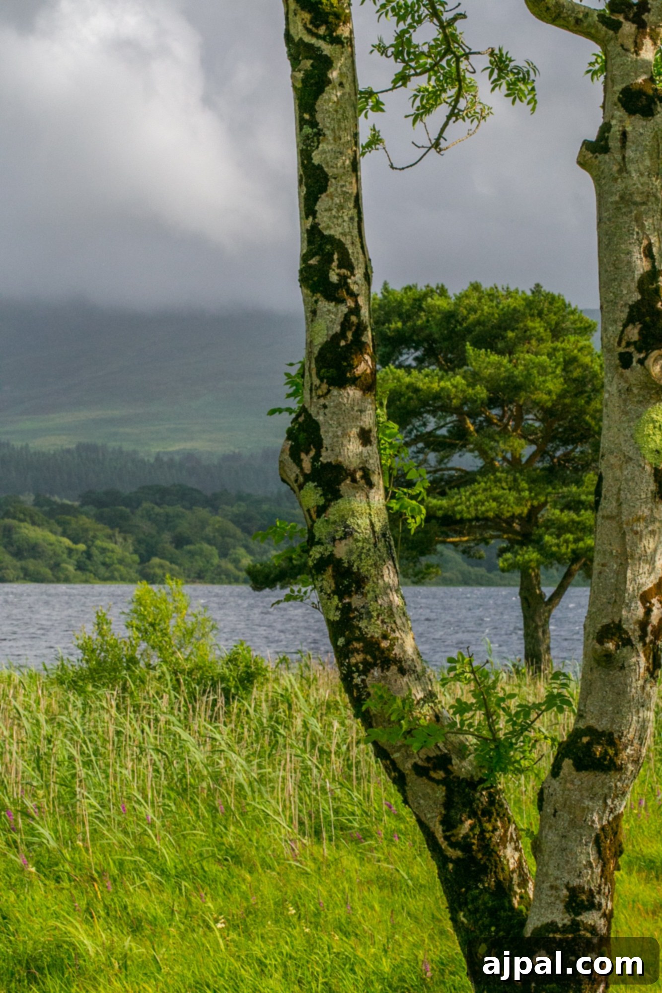 Killarney Emerald Gem of Ireland 9 Killarney, Ireland aspen trees
