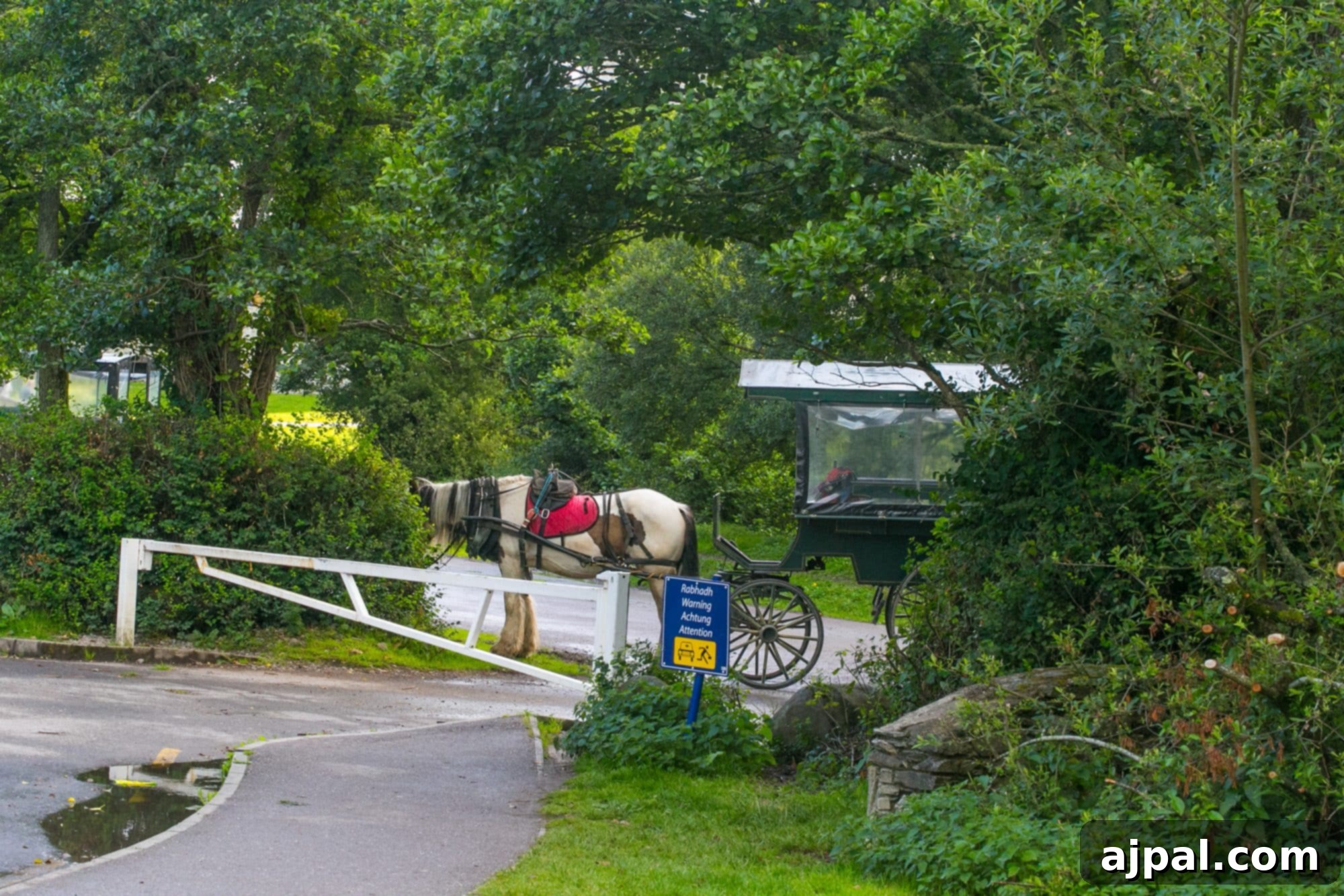 Killarney National Park 27 Jaunting car ride, Killarney Ireland