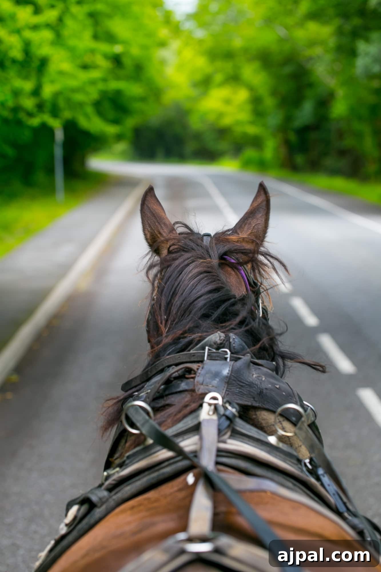 Killarney National Park 4 Horse carriage through Killarney National Park, Ireland