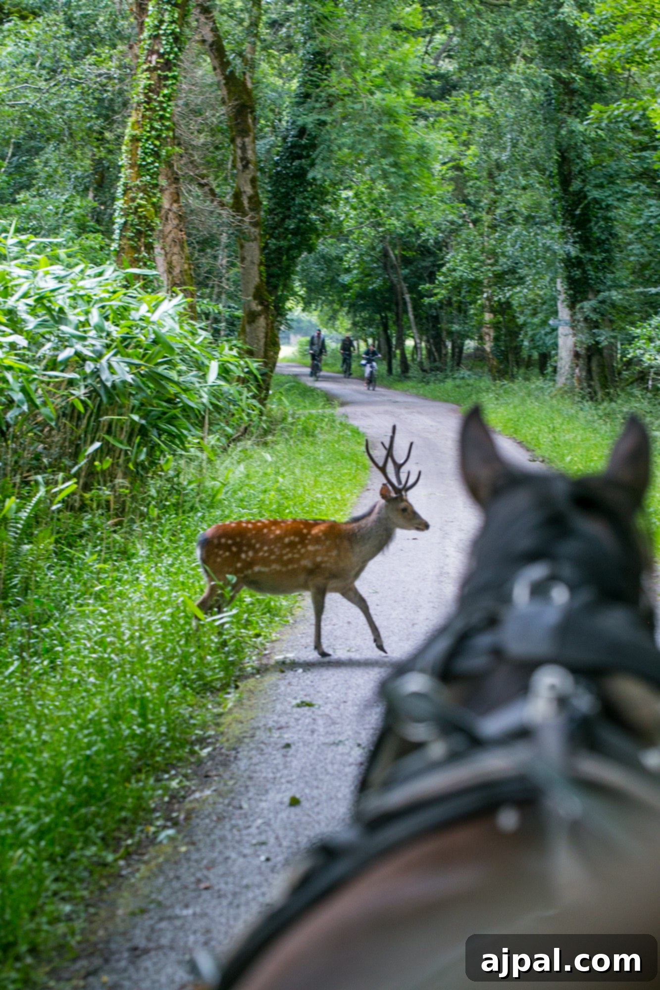 Killarney National Park 5 Small deer, Killarney National Park, Ireland