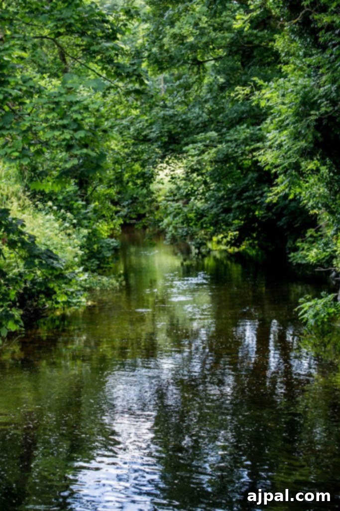 River through Blarney Castle grounds, County Cork, Ireland