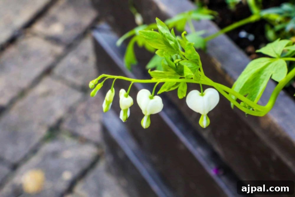Tivoli Gardens Copenhagen Wonderland 29 A beautiful heart-shaped flower blooming gracefully in the enchanting Tivoli Gardens, a symbol of love.
