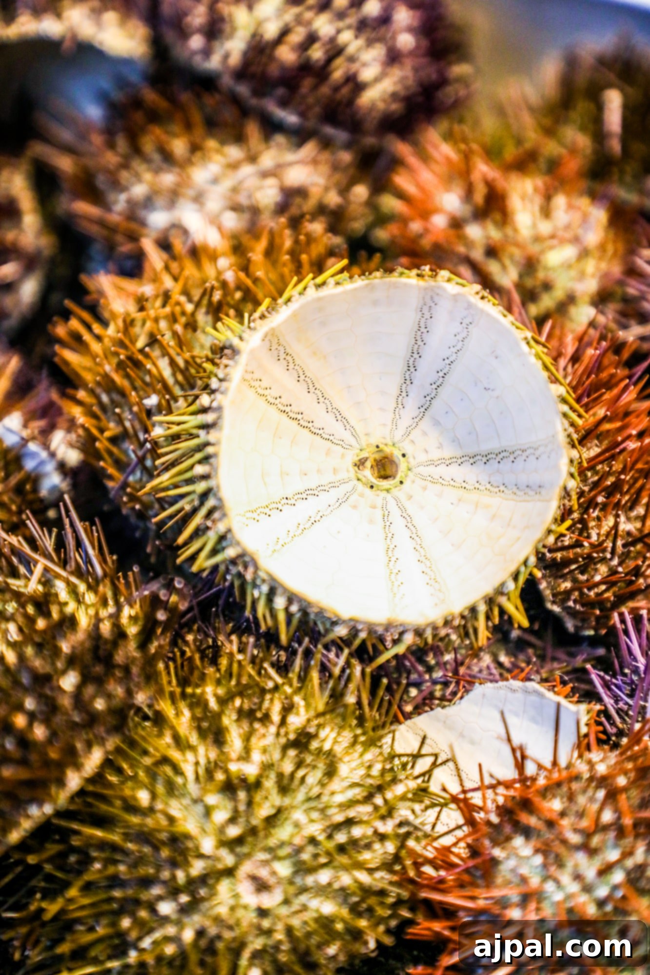 Exquisite sea urchins meticulously arranged on ice at the Helsinki Old Market, showcasing their vibrant colors.