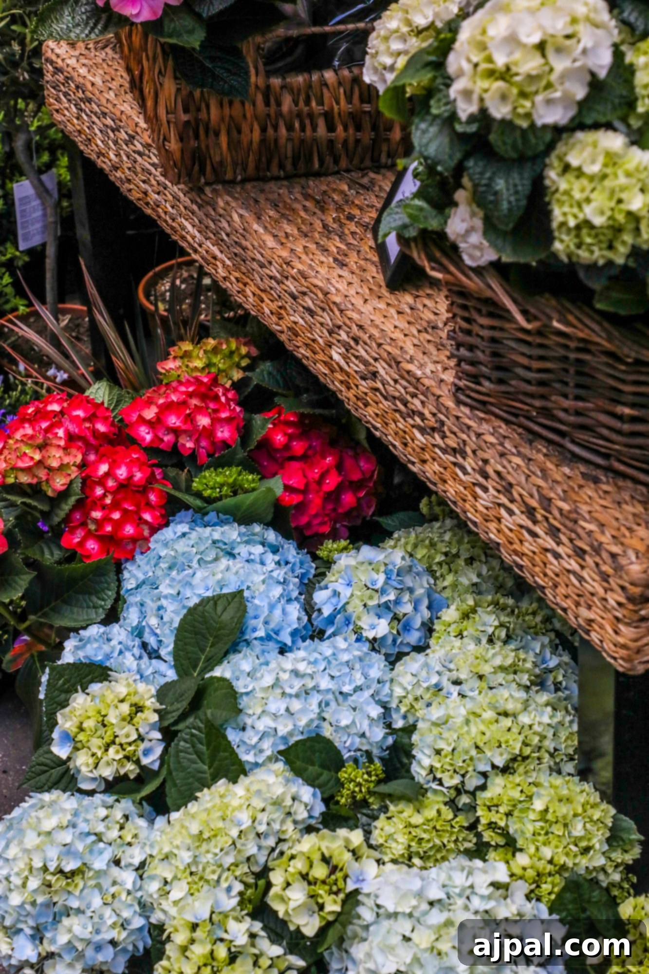 Vibrant hydrangeas in full bloom, beautifully displayed for sale at a flower market in Helsinki, Finland.
