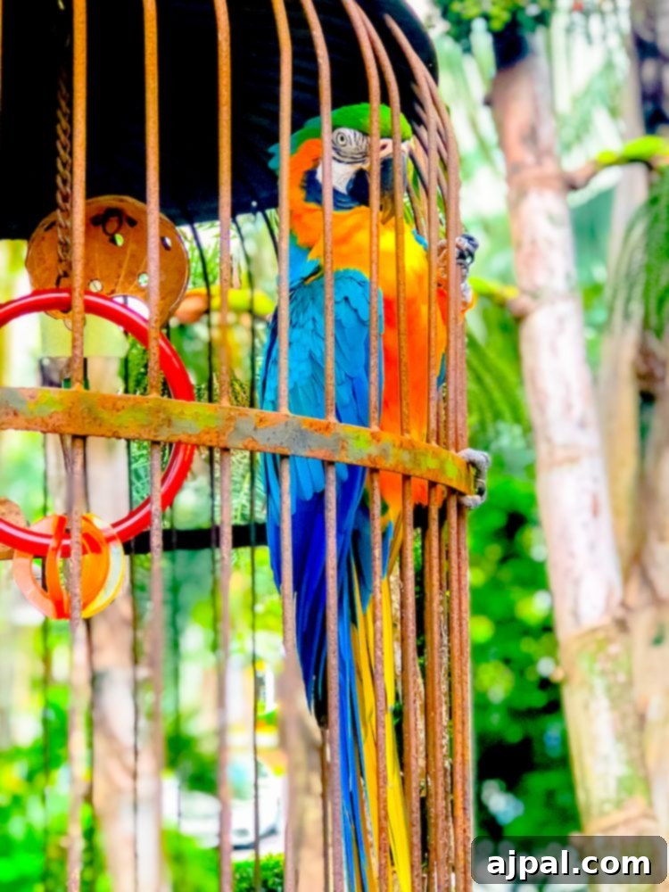 Savor Sanibel: A Culinary Journey 26 A colorful parrot in a cage on Sanibel Island.