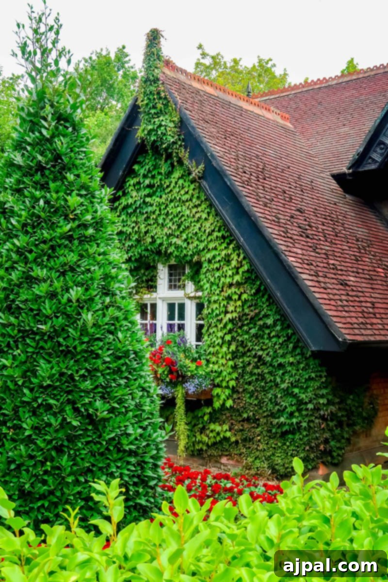 A charming Dublin house covered in lush green ivy