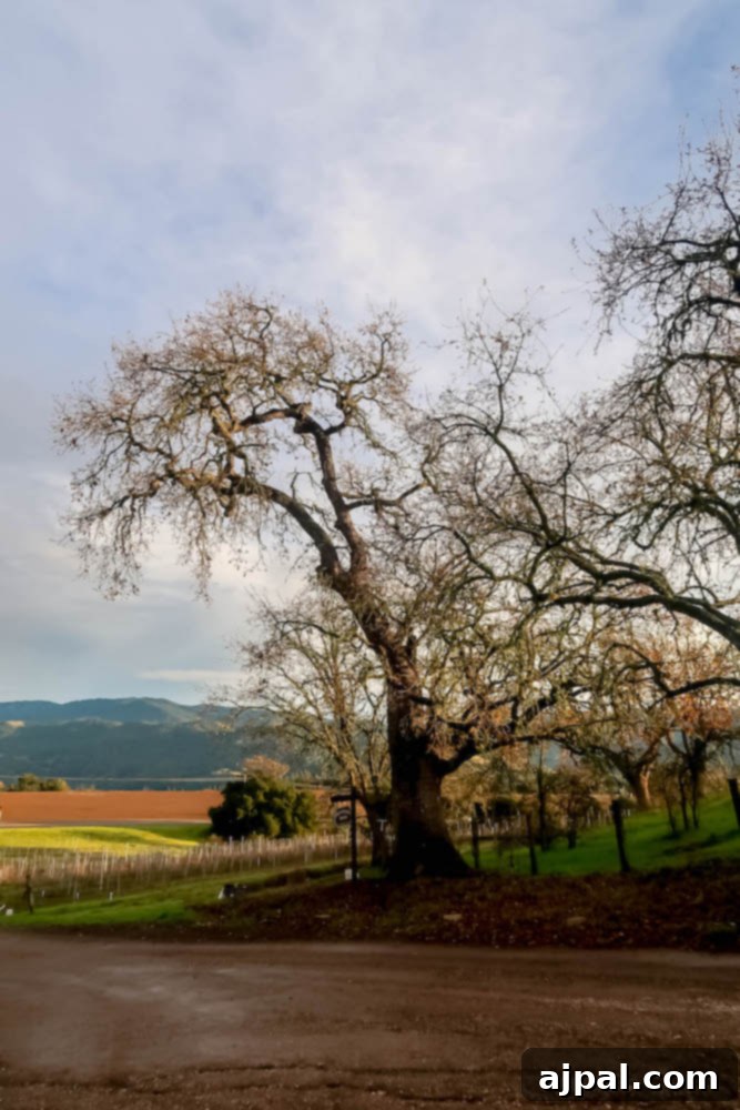 Idyllic Santa Ynez Valley Getaway 18 A picturesque road winding through lush vineyards with towering trees in the background, showcasing the scenic beauty of Santa Ynez Valley.