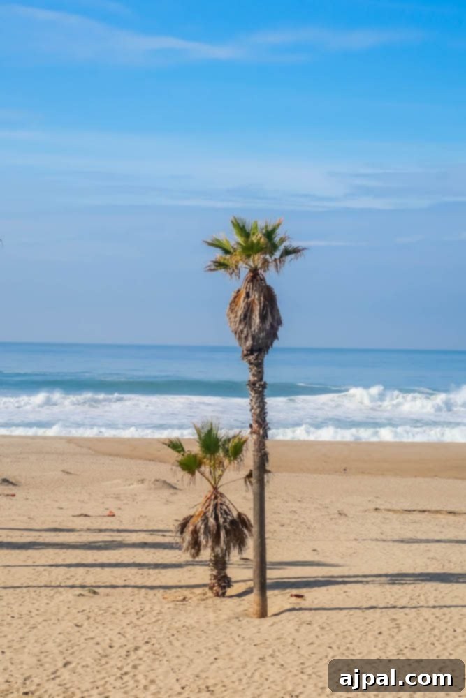Visit Oxnard’s sandy beach features three palm trees near the ocean.