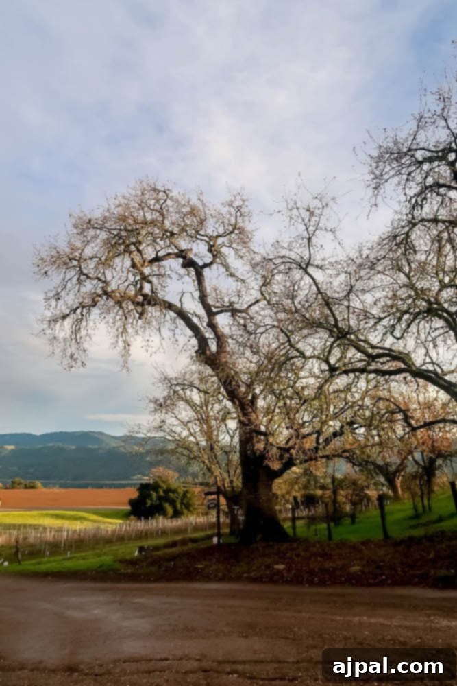 A picturesque road leading to a vineyard with trees in the background, offering a perfect day in the Santa Ynez Valley.