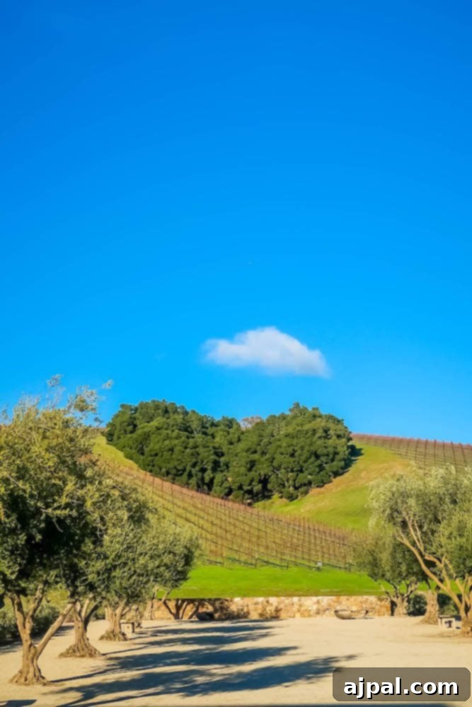 Explore the breathtaking California wine country, including Atascatero and Paso Robles, for a perfect day in SLOCal.