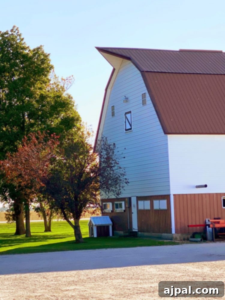 Iowa's Corn Belt: A Journey Through America's Farms 2 A corn-fed white barn in Iowa with a red roof.
