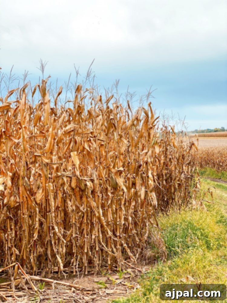 Iowa's Corn Belt: A Journey Through America's Farms 3 A cornfield in Iowa.