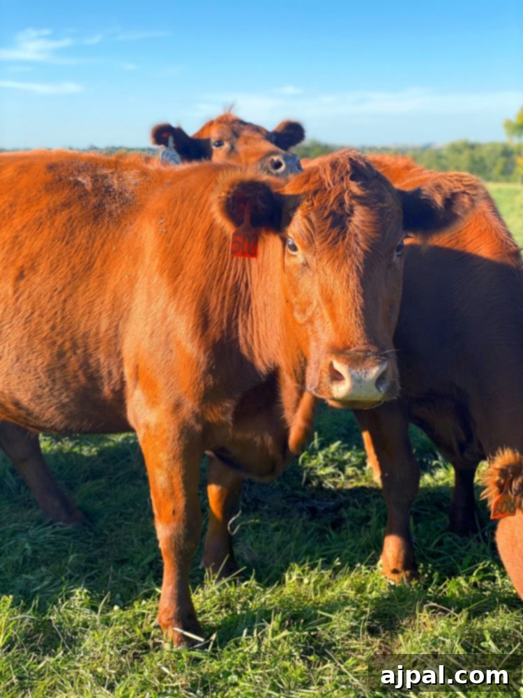 Iowa's Corn Belt: A Journey Through America's Farms 7 A group of corn-fed cows grazing in an Iowa field.
