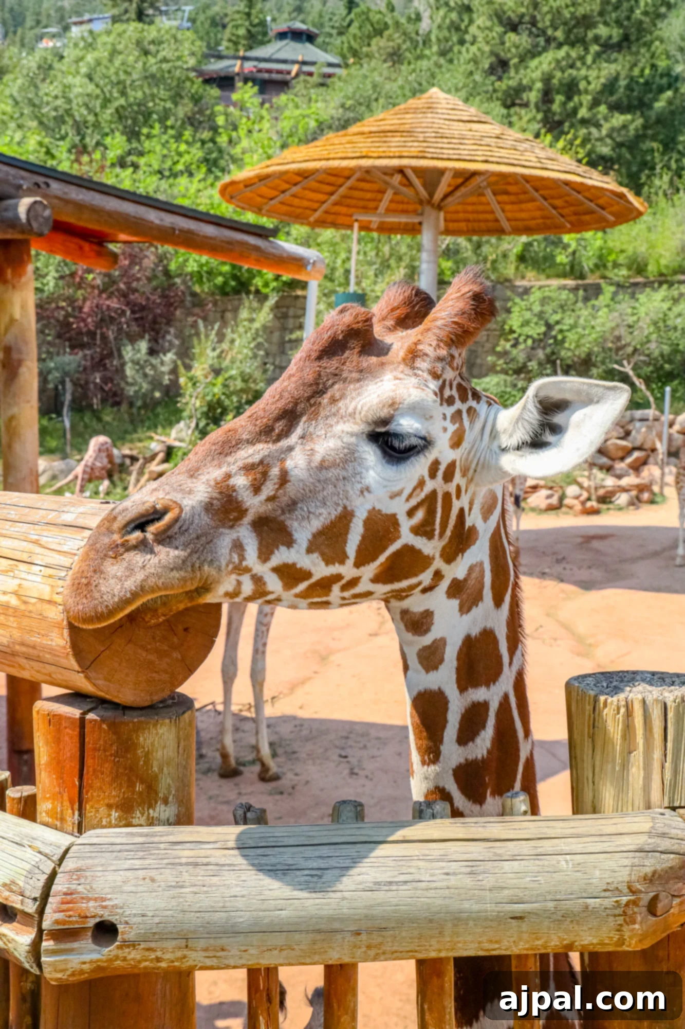 A majestic giraffe at the Cheyenne Mountain Zoo, a popular attraction in Colorado Springs, adding a touch of wildlife to the travel experience.