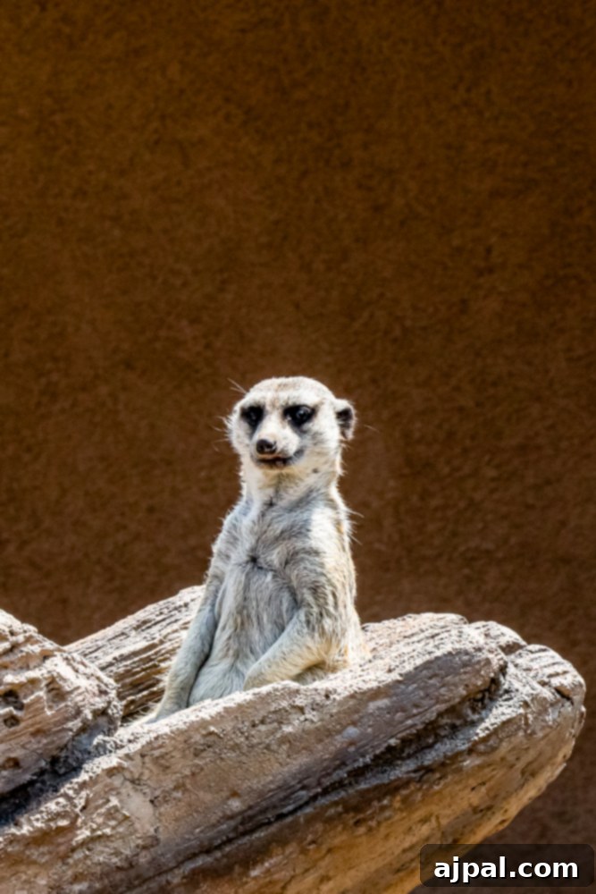 A meerkat sitting on a log at Cheyenne Mountain Zoo, Colorado Springs.