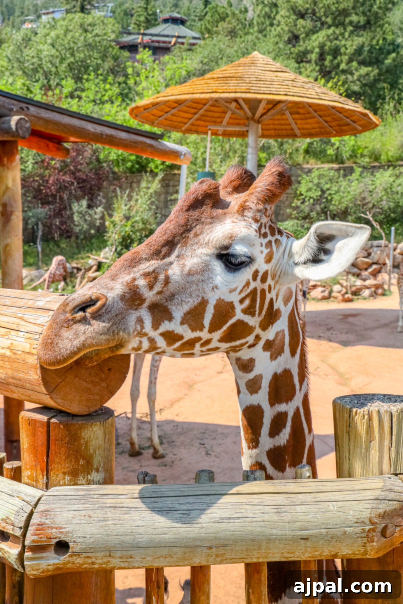 A majestic giraffe feeding at the Cheyenne Mountain Zoo in Colorado Springs.