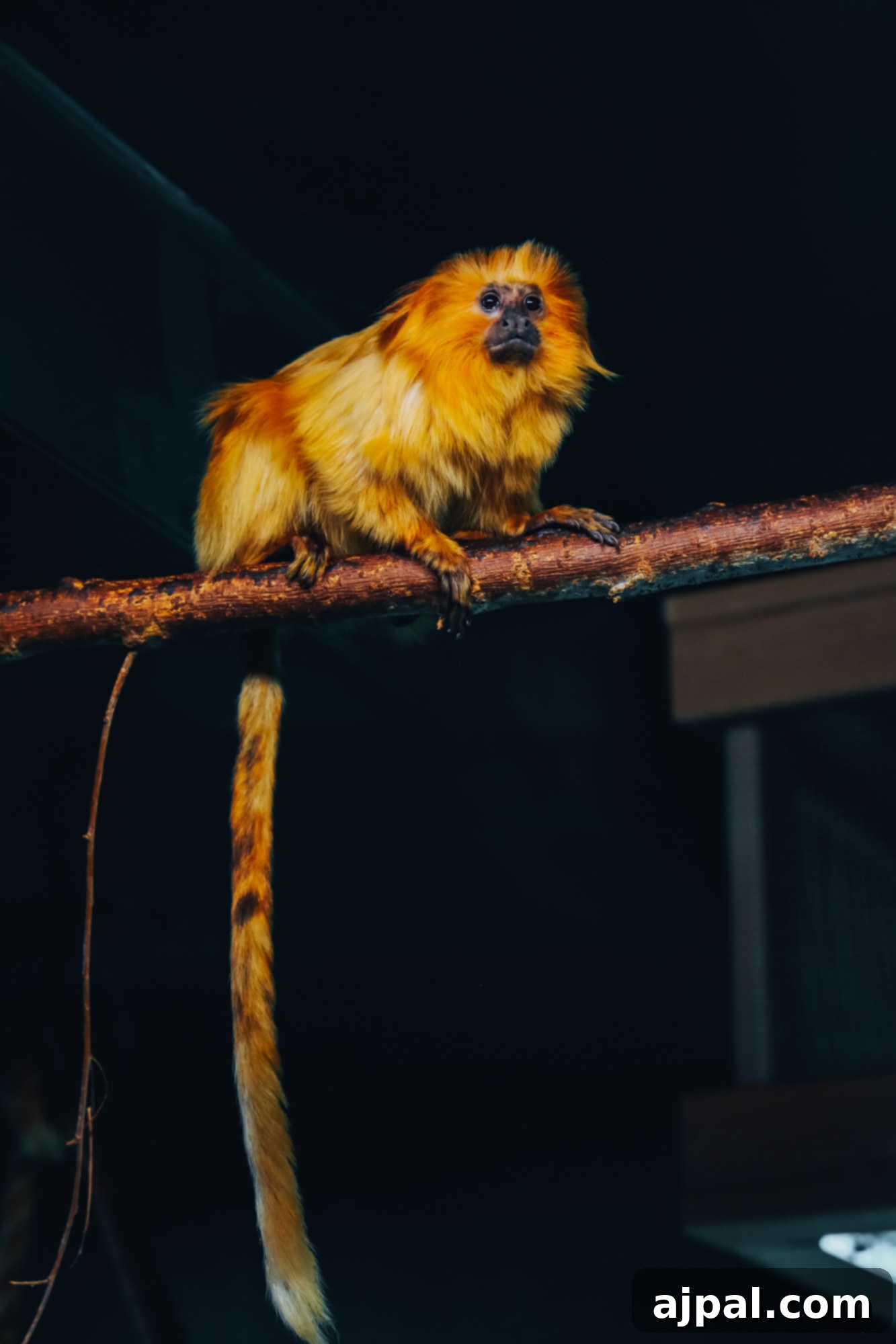 A playful monkey perched on a branch at the Cheyenne Mountain Zoo, Colorado Springs.