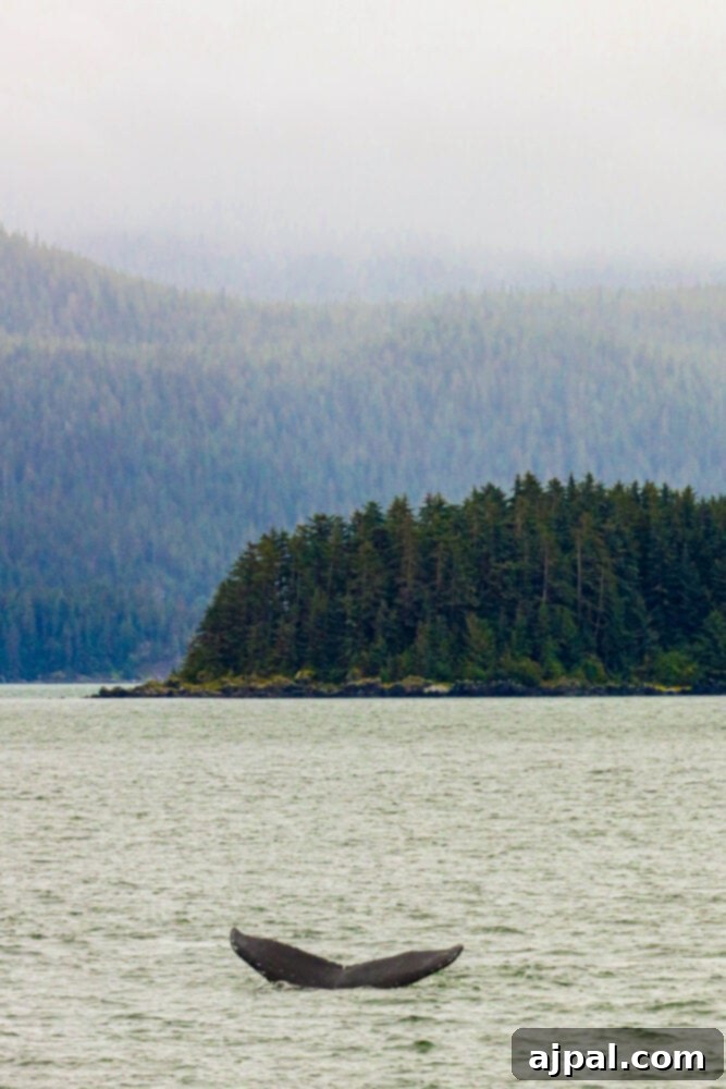 Cruising Post-Pandemic: A Reality Check 29 picture of whale tail in ocean