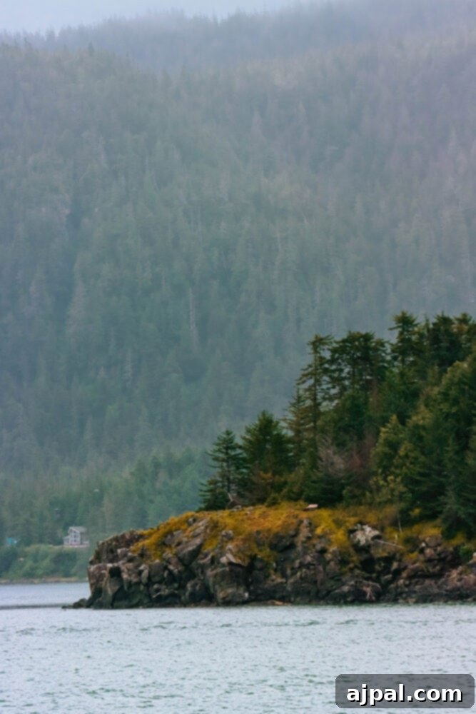 A lush, green hillside in Juneau, Alaska, showcasing the dense forest and rugged terrain characteristic of the region.