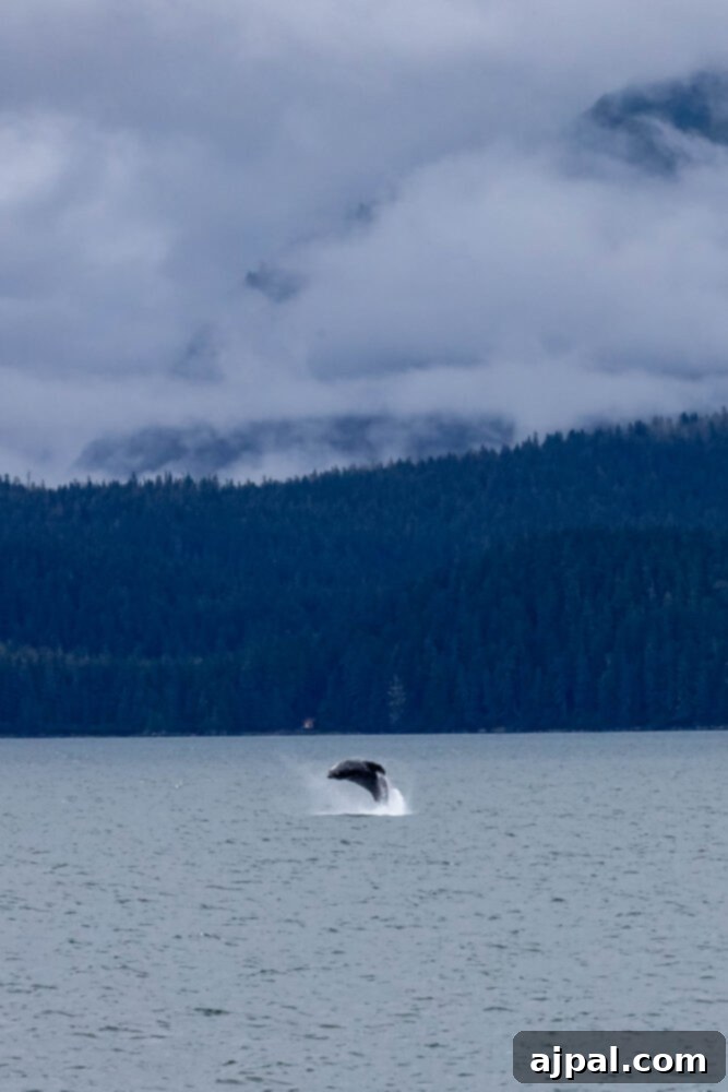 A majestic humpback whale breaches out of the icy waters of Juneau, Alaska, creating a spectacular splash.