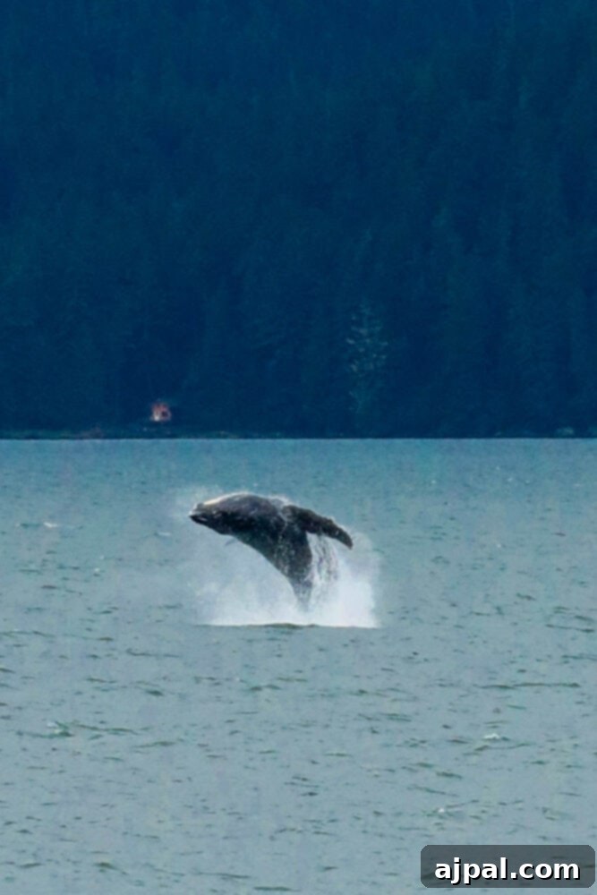 A large humpback whale breaches powerfully out of the deep blue waters in Juneau, Alaska, creating a dramatic splash.