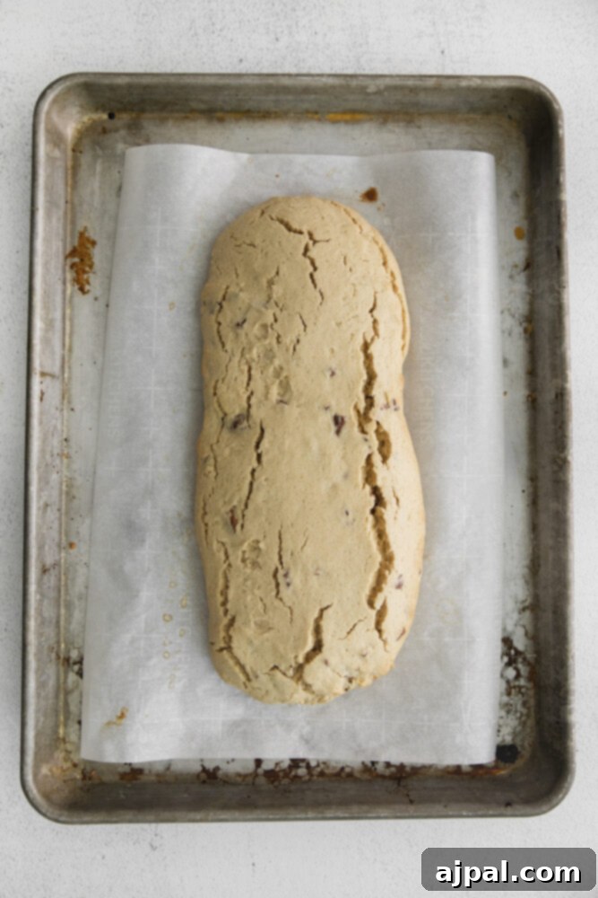 Golden Maple Pecan Biscotti 8 A golden brown, baked maple pecan biscotti log, fresh out of the oven, still on the baking sheet.