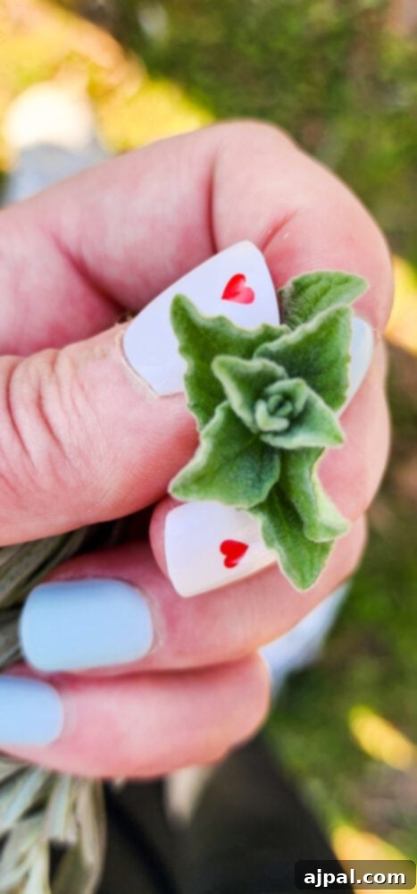 Skhug Zhoug Sauce Recipe 4 A delicate bud of fresh hyssop, subtly capturing the essence of the diverse and fragrant herbs cultivated at Farma Cultura, emphasizing natural beauty.