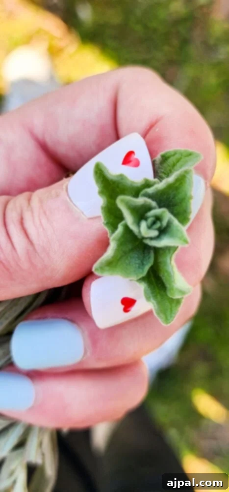 a bud of fresh hyssop