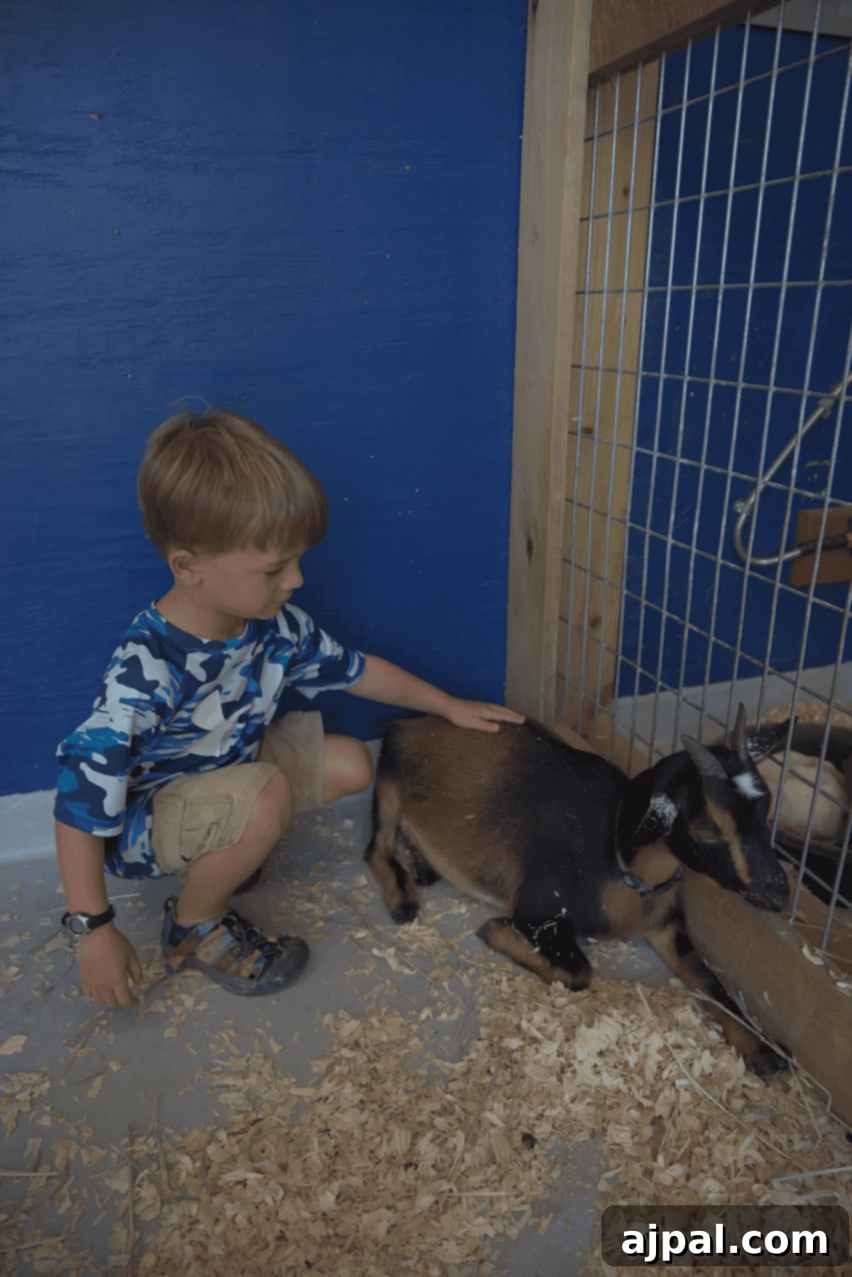 A Guide to Exploring the Ark Encounter 13 A boy petting a goat at the Ark Encounter.
