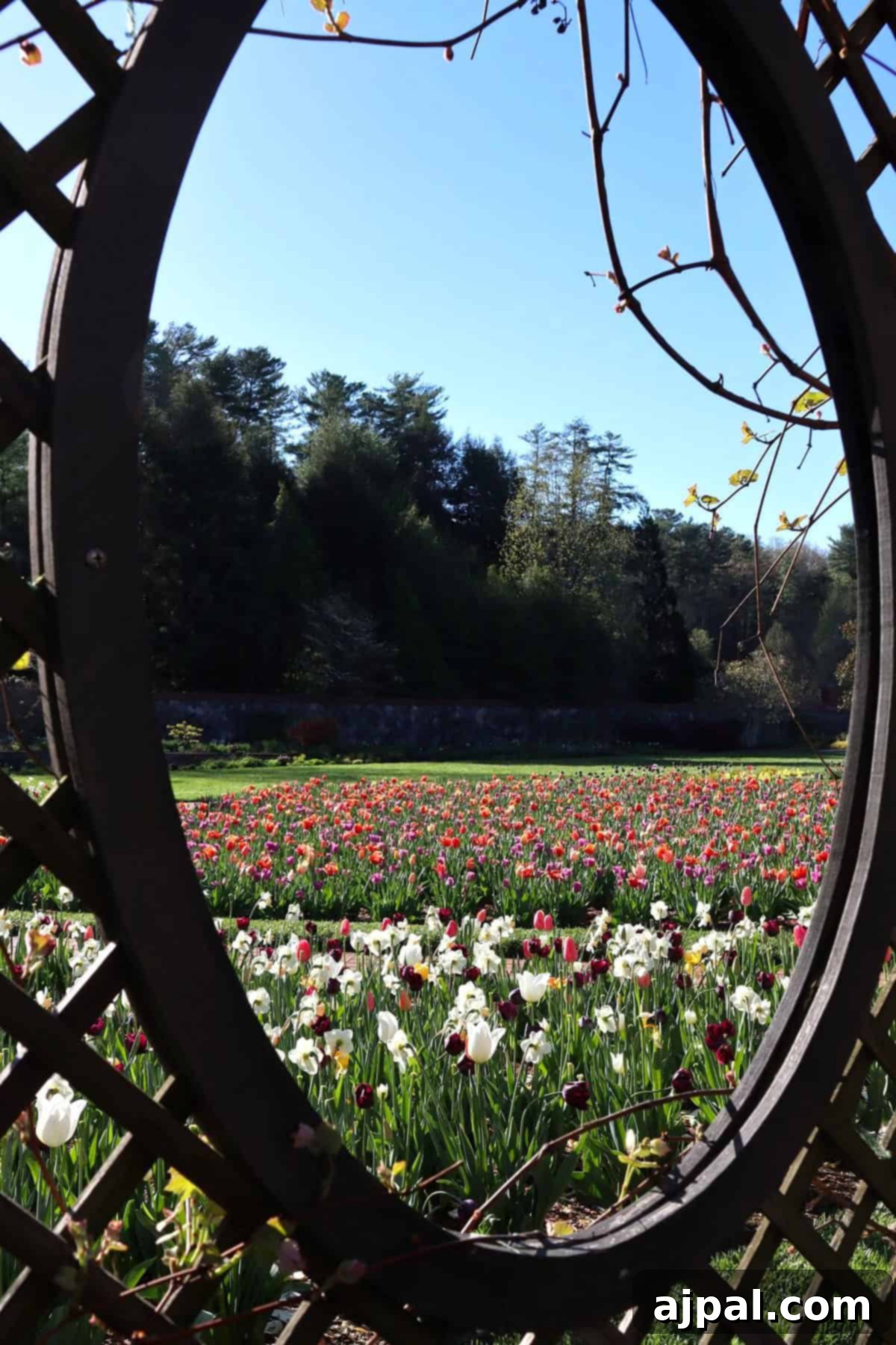 Tulip garden at Biltmore
